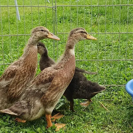 Tourist Farm Storman With Ev Ch-station