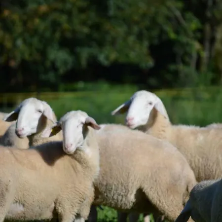 Tourist Farm Storman With Ev Ch-station