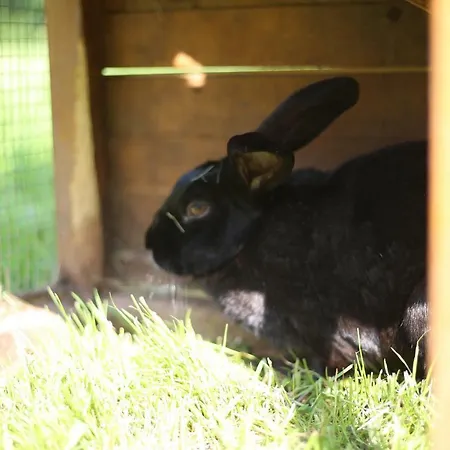 Farm stay Tourist Farm Storman With Ev Ch-station Trzic