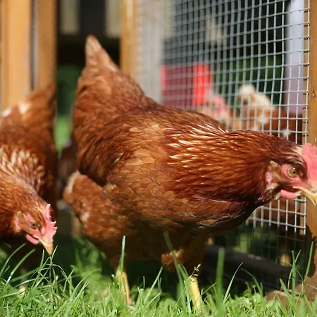 Tourist Farm Storman With Ev Ch-station