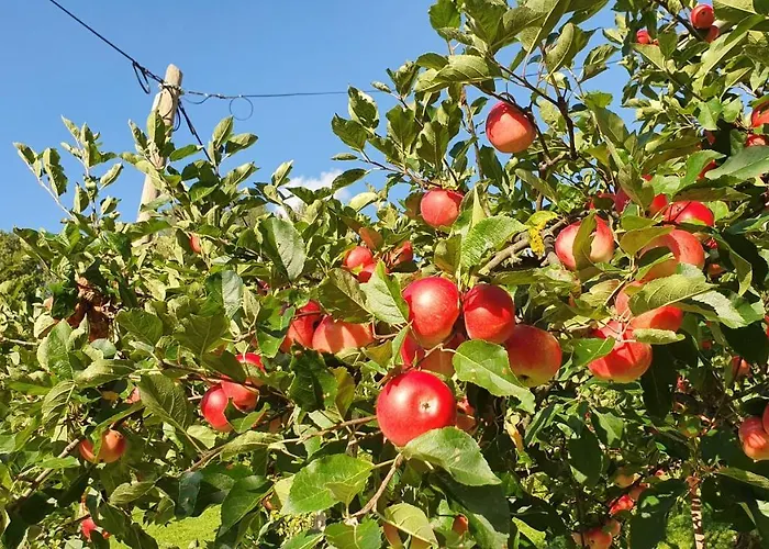 Tourist Farm Storman With Ev Ch-station *