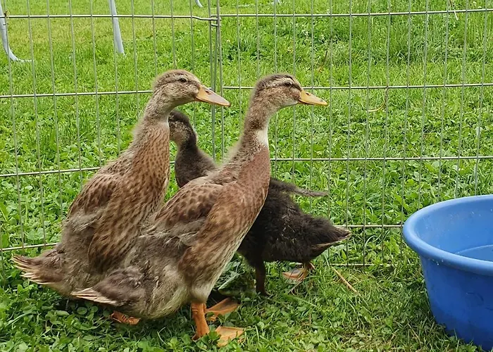 Tourist Farm Storman With Ev Ch-station