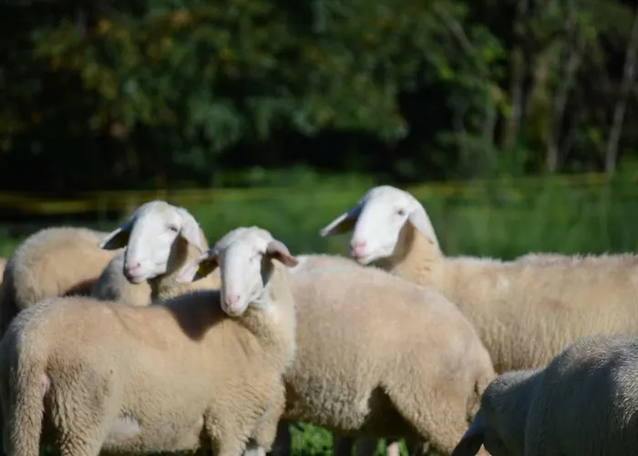 Tourist Farm Storman With Ev Ch-station