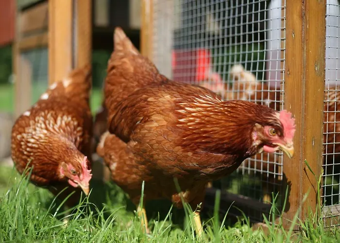 Tourist Farm Storman With Ev Ch-station